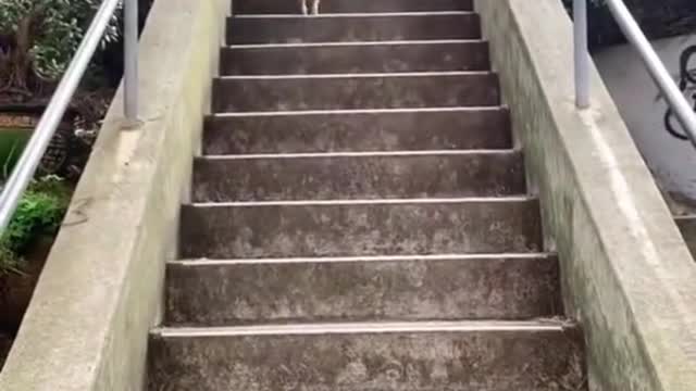 Good Climber