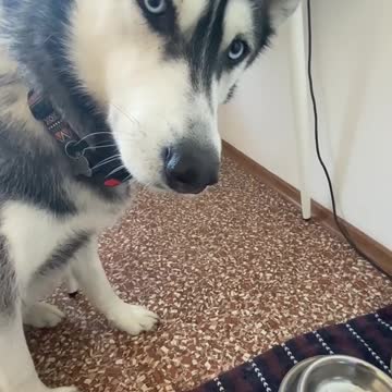 funny|prank|jokes|funny jokes|dad jokes|funny memes|funny video|fun|laughing|funny animal|knock