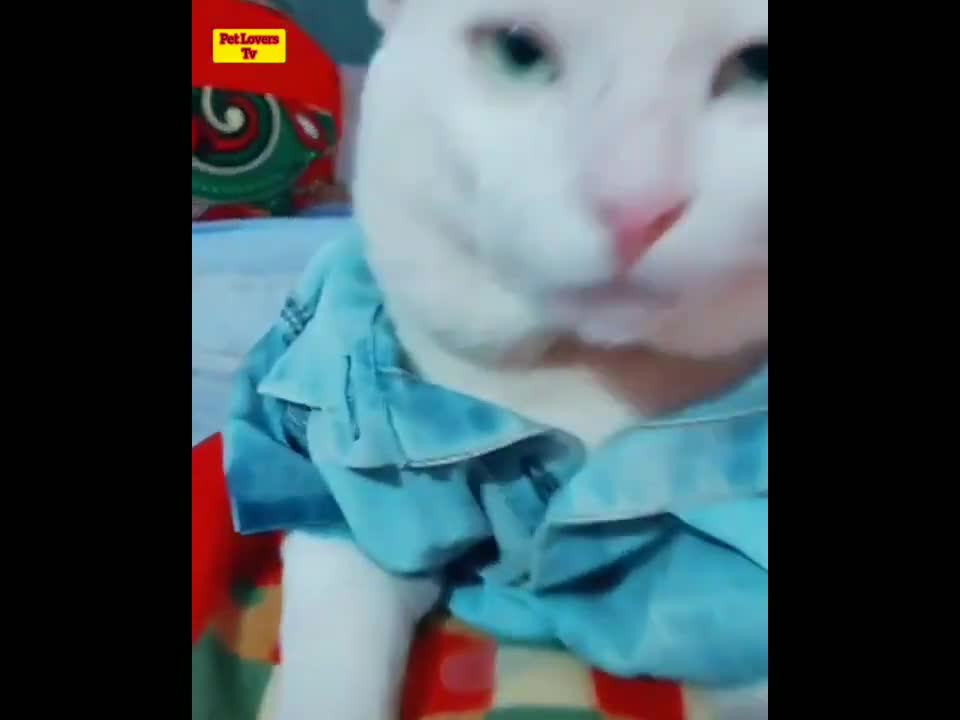 Pets Funny Video Part#2