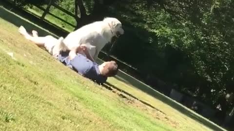 Large dog takes a seat