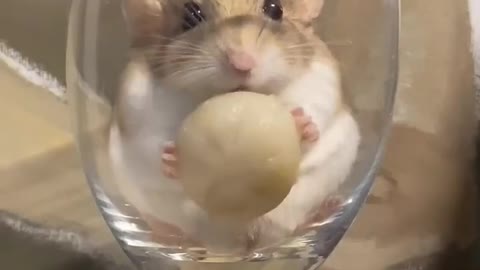 hamster in wine glass