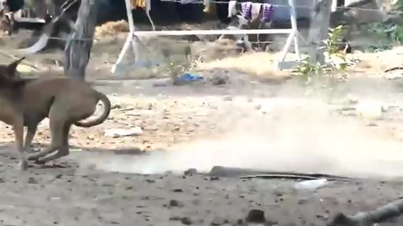 Troll Prank Dog Funny & fake Lion and Fake Tiger Prank To dog & Huge Box Prank to dog.mp4