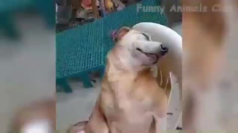 The dog is acting of sleep.