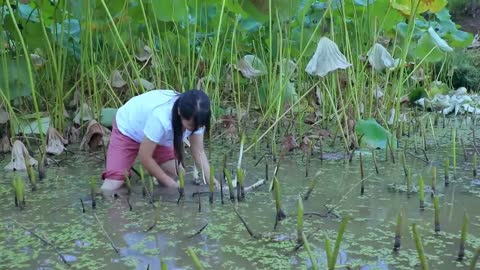 Lotus Root 蓮藕的花