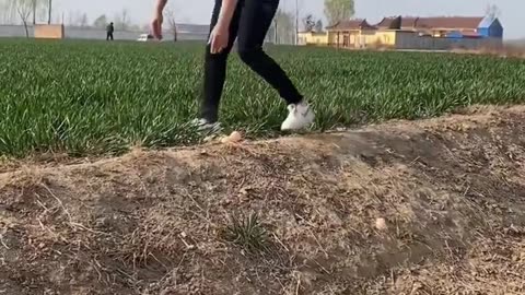 Peacock's revenge
