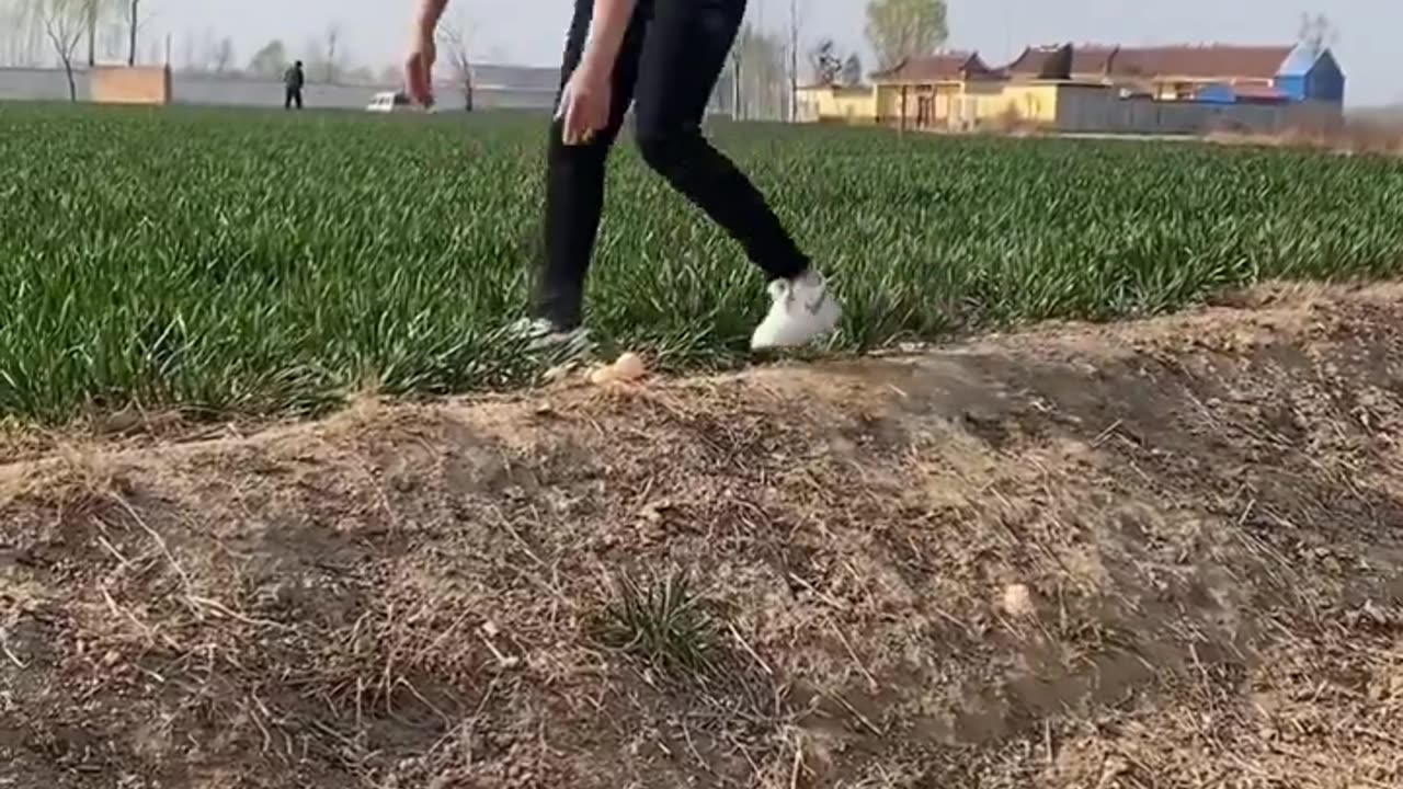 Peacock's revenge
