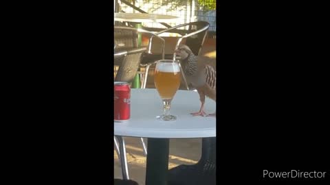 Bird drinking beer