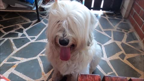 Cute White Long Hair Dog