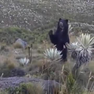 Avistamiento de un oso de anteojos en el Páramo de Santurbán