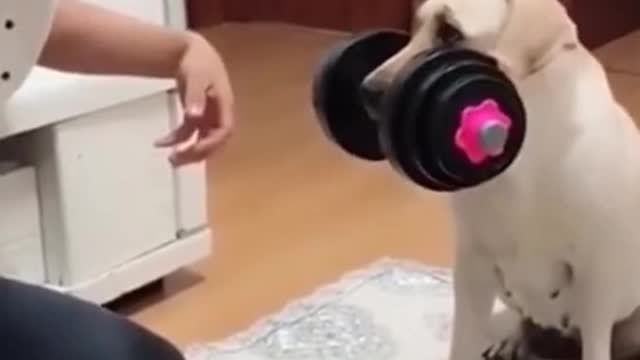So funny cute ? dogs ?? and cats ?? part 30