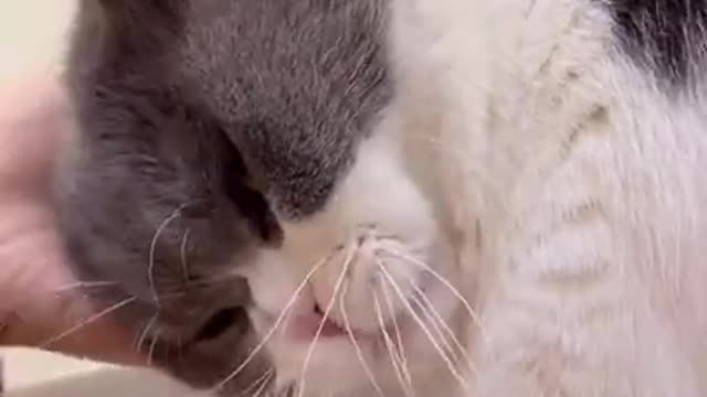 Cutest Funny cat meowing and talking