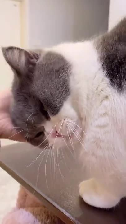 Cutest Funny cat meowing and talking