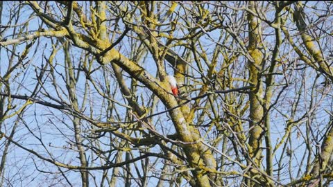 Woodpecker Bird Plumage Black White Red