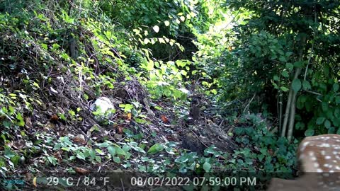 Mama Deer with 2 Fawns