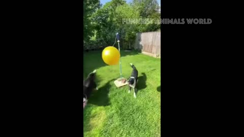 Funny Cats & Dogs