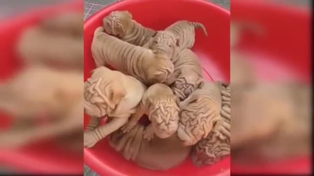 So many cuteness