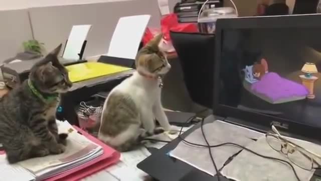 Two Cats Watching Tom & Jerry