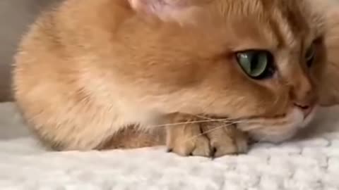 Cat funny video