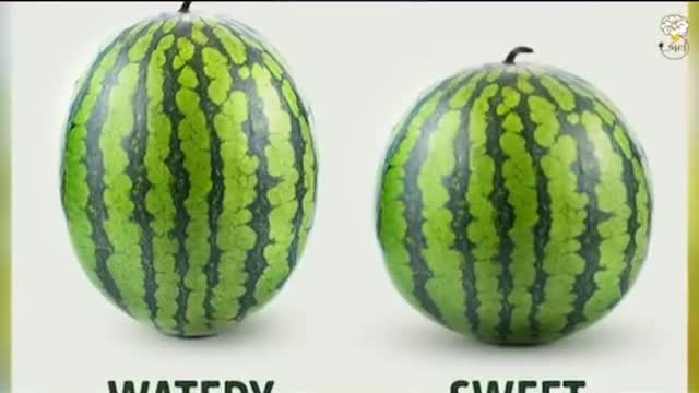 watermelon