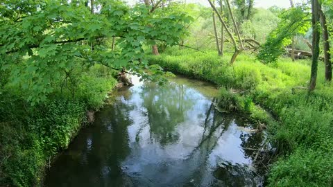 nature footage