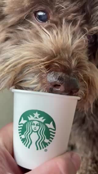 Order the dogs a “PUP A CHINO” when at starbucks!
