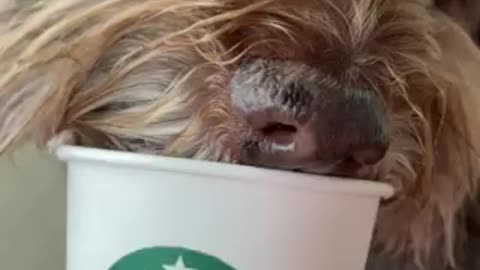 Order the dogs a “PUP A CHINO” when at starbucks!