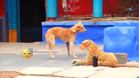 Fake tiger 🐯 real dogs 🐕