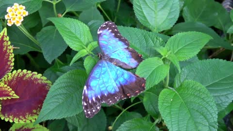 Peaceful Relaxing Butterflies