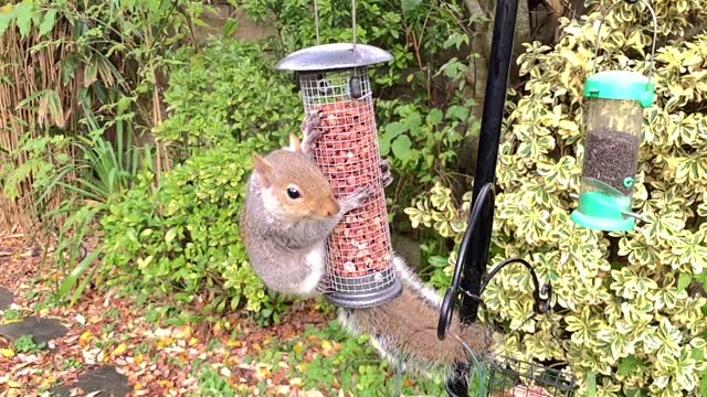 Greedy Squirrel