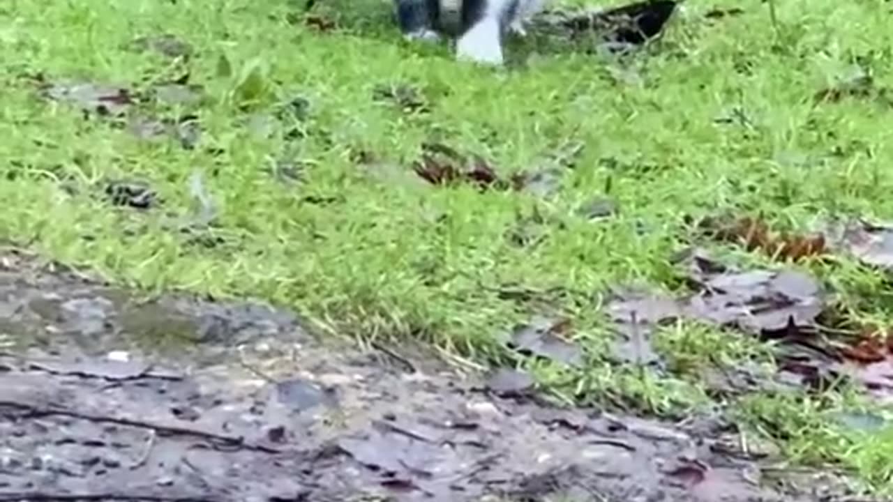 Fat Cat Walks Wearing Chain Necklace