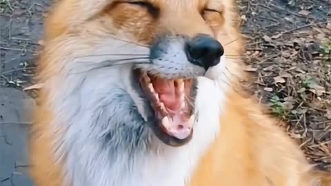 Do you have pets