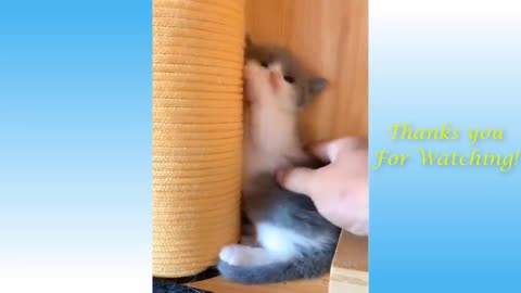 Cute Pets And Funny Animals Compilation #9 - Pets Garden (1) (1)