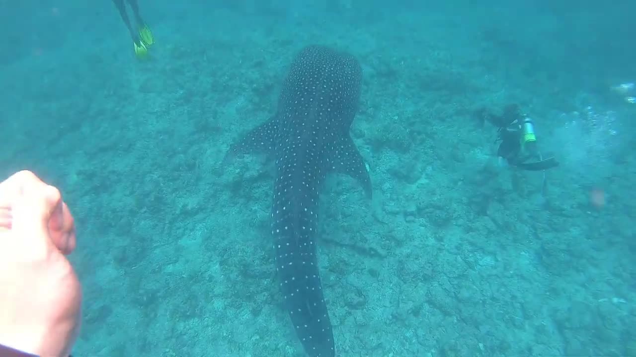 Bubble Rings vs Whale Shark