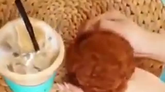 Funny cute pet video