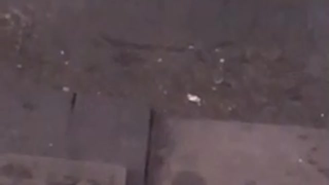 Small mouse takes a bath in small puddle inside subway train tracks