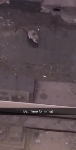 Small mouse takes a bath in small puddle inside subway train tracks