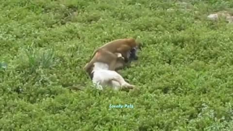 Dogs Playing with Monkey