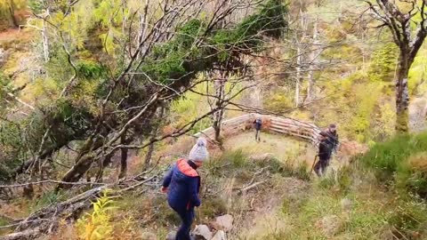 Scotland Bear 🐻Forest🌲 Family Day Out👣Bushcrafting 🔥/ Szkocja Polnocna Las 🌳Wycieczka 08.2018