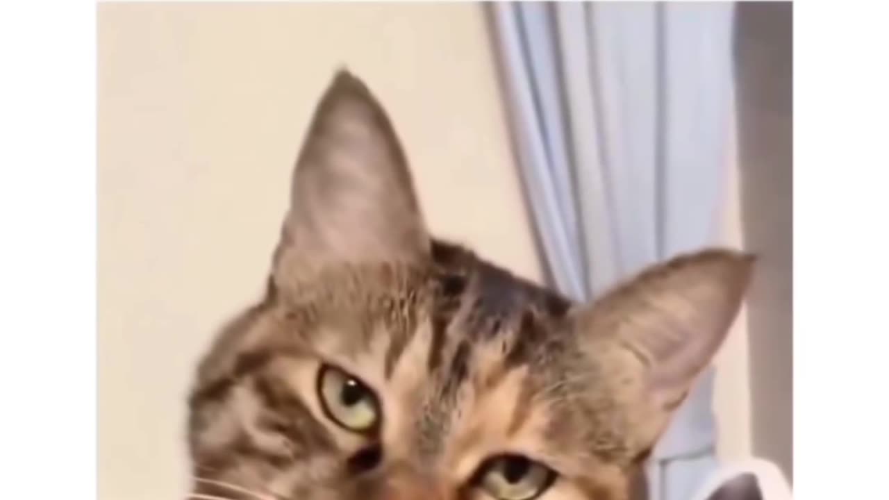 Funny clips of cats😻🙀