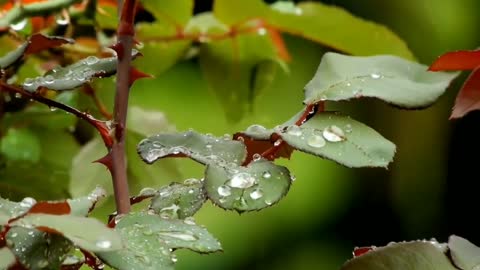 Rain Sounds, Rain Sounds for Sleeping or Studying, Heavy Rain Sounds, Rainforest, Nature Sounds