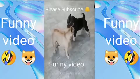 Fanny animal video...