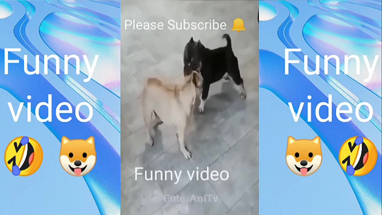 Fanny animal video...