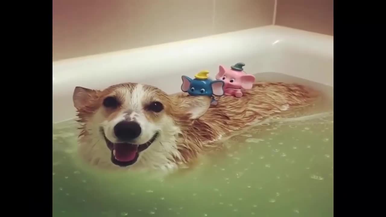 Funny Dogs Love Swimming Puppy Videos