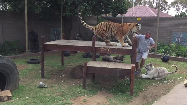 Tiger Attack Owner Trying To Feed The Cub Both the Cub and The Mother got Furious.