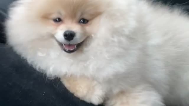 Disko Chaki🐶