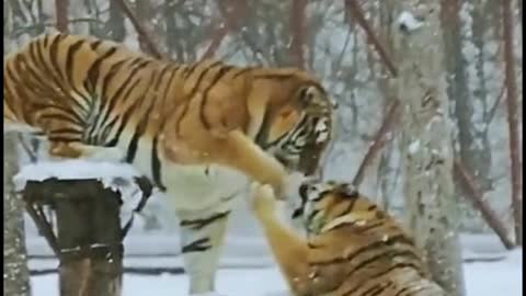 What are the two tigers doing? Hand in hand?