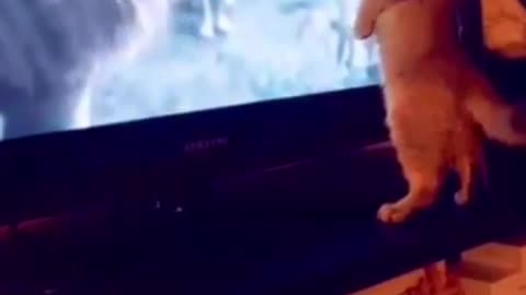 Funny Lion King Cat 😅😅😅 #shorts #funny #feline #cat #cute #kitten #pets #mustwatch #viral #trending