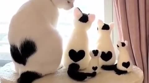 Lovely cute cats family funny cats