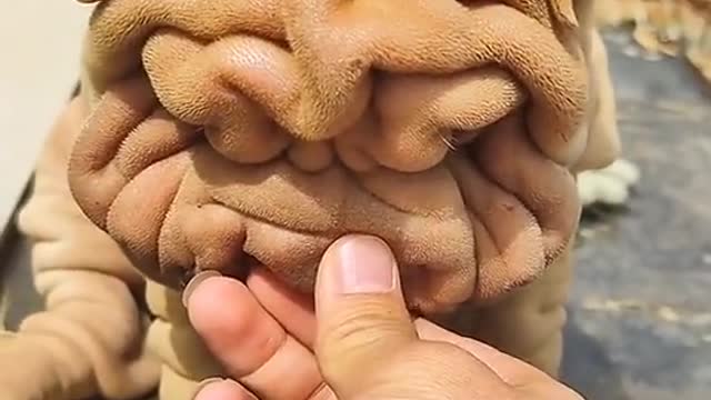 Isto é um cachorro?