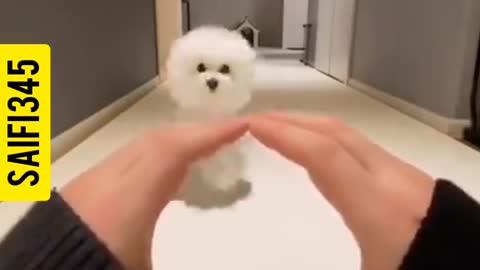 Cute dog compilation- cute puppy